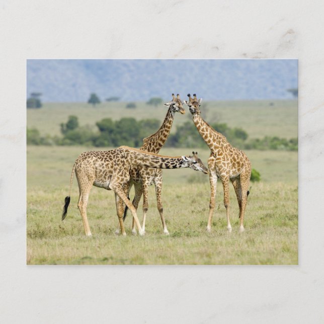 Giraffen Postkarte (Vorderseite)