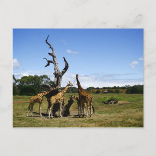 Giraffen Postkarte