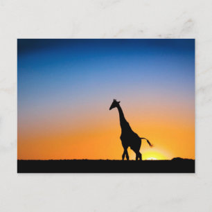Giraffen Postkarte