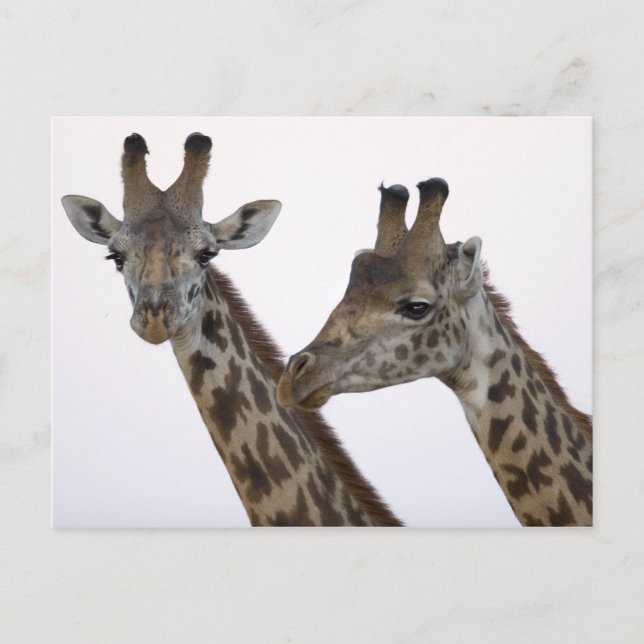 Giraffen Postkarte (Vorderseite)