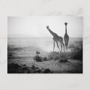 Giraffen Postkarte