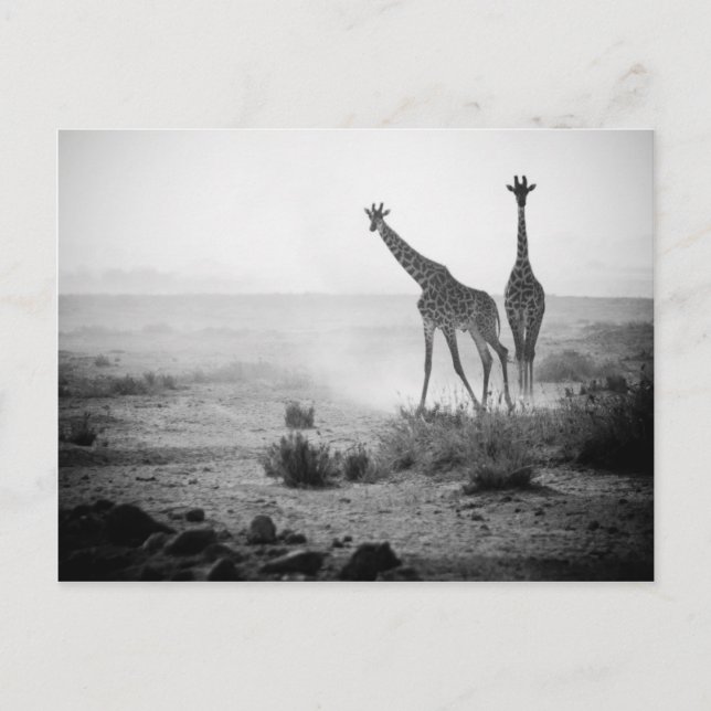 Giraffen Postkarte (Vorderseite)
