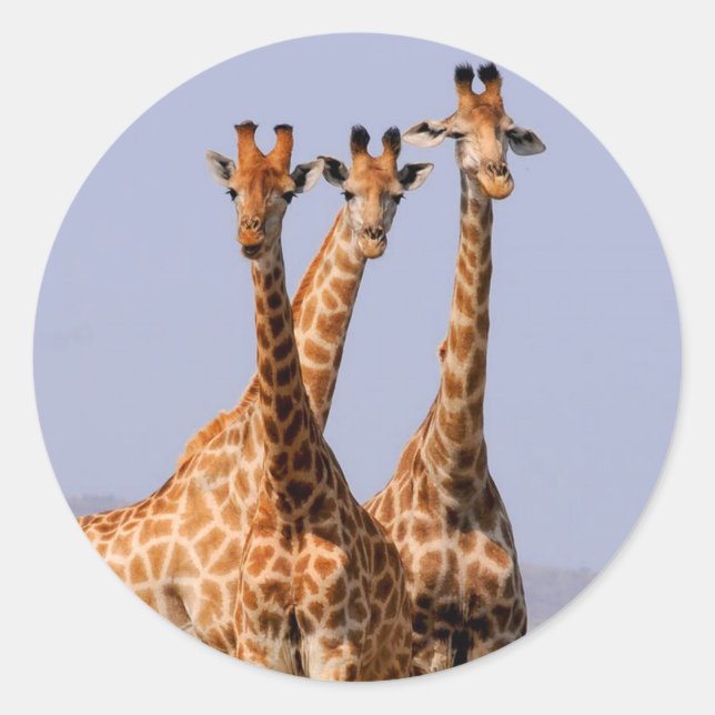 Giraffen Runder Aufkleber (Vorderseite)