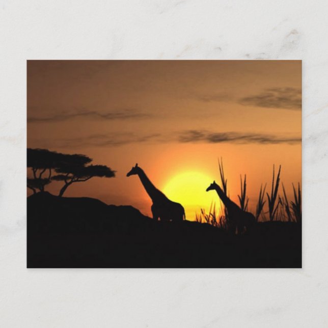 "Giraffen-Silhouette beim Sonnenuntergang" Postkar Postkarte (Vorderseite)