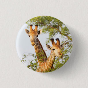 Giraffen spähen über die Vegetation Button