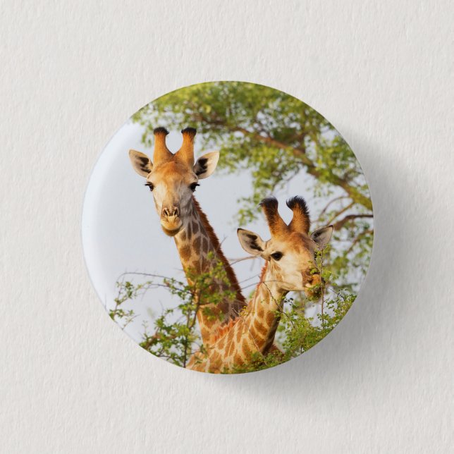 Giraffen spähen über die Vegetation Button (Vorderseite)
