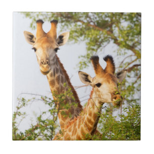 Giraffen spähen über die Vegetation Fliese
