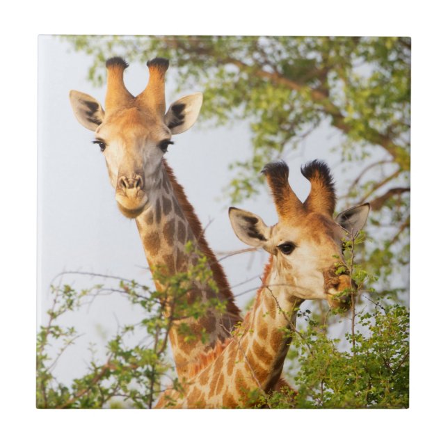 Giraffen spähen über die Vegetation Fliese (Vorderseite)