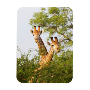 Giraffen spähen über die Vegetation Magnet