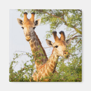 Giraffen spähen über die Vegetation Magnet