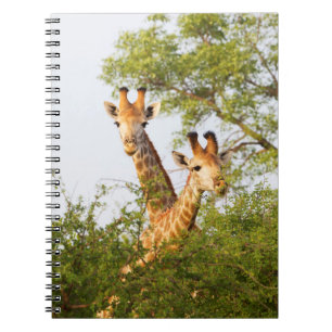 Giraffen spähen über die Vegetation Notizblock