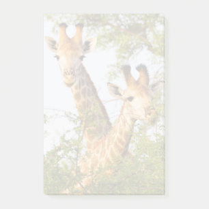 Giraffen spähen über die Vegetation Post-it Klebezettel