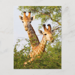 Giraffen spähen über die Vegetation Postkarte