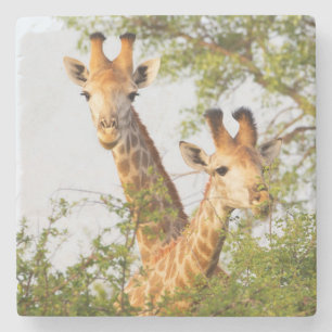 Giraffen spähen über die Vegetation Steinuntersetzer
