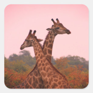 Giraffen stehen in Mopani-Bäumen mit rosa Himmel Quadratischer Aufkleber