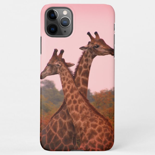 Giraffen, stehend in Mopanobäumen mit rosa Himmel iPhone Hülle (Rückseite)