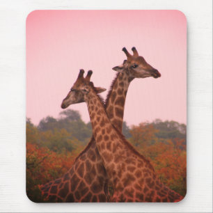 Giraffen, stehend in Mopanobäumen mit rosa Himmel Mousepad