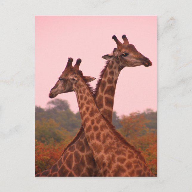 Giraffen, stehend in Mopanobäumen mit rosa Himmel Postkarte (Vorderseite)
