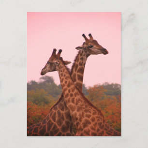 Giraffen, stehend in Mopanobäumen mit rosa Himmel Postkarte