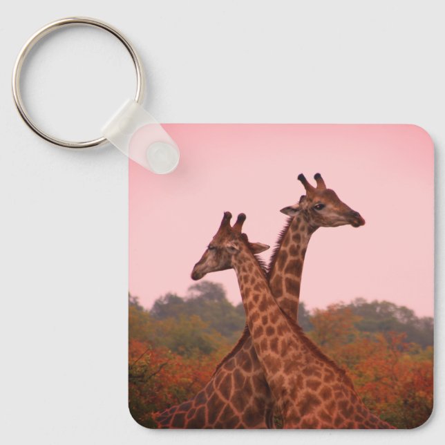 Giraffen, stehend in Mopanobäumen mit rosa Himmel Schlüsselanhänger (Vorderseite)