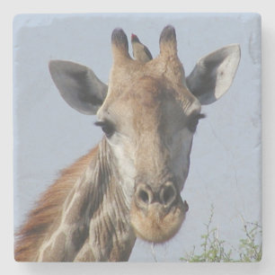 Giraffen-SteinUntersetzer Steinuntersetzer