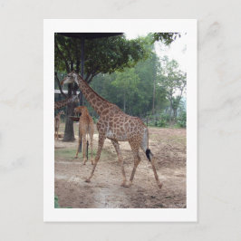 Giraffen und Bäume Postkarte