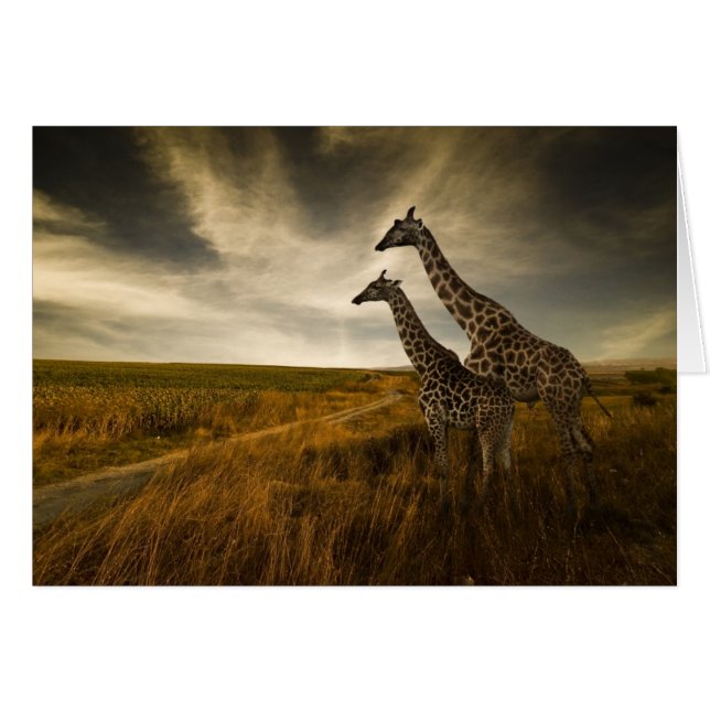Giraffen und die Landschaft (Vorderseite (Horizontal))