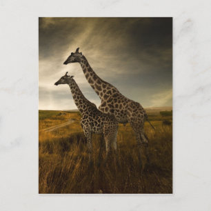 Giraffen und die Landschaft Postkarte