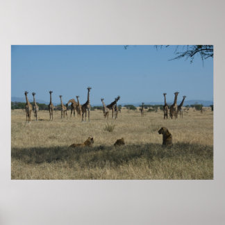 Giraffen und Löwen Poster