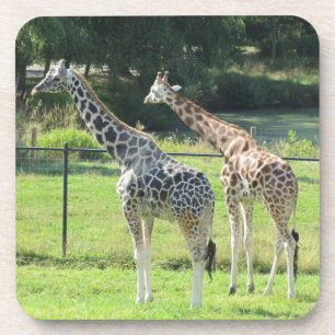 Giraffen Untersetzer