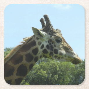 Giraffen-Untersetzer-Set Rechteckiger Pappuntersetzer