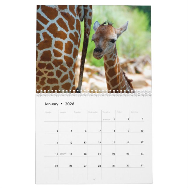 Giraffen-Wandkalender Kalender (Jan 2026)