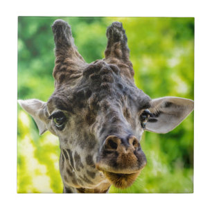 Giraffen-Wimpern Fliese