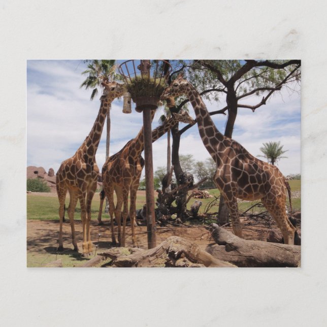 Giraffenattace Postkarte (Vorderseite)