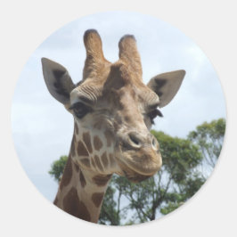 Giraffenaufkleber - rund runder aufkleber