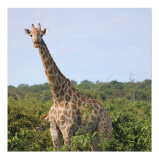 Giraffenblick Fotodruck