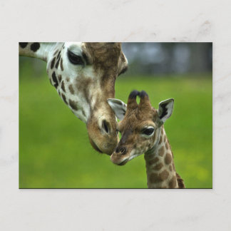 Giraffendesign Postkarte