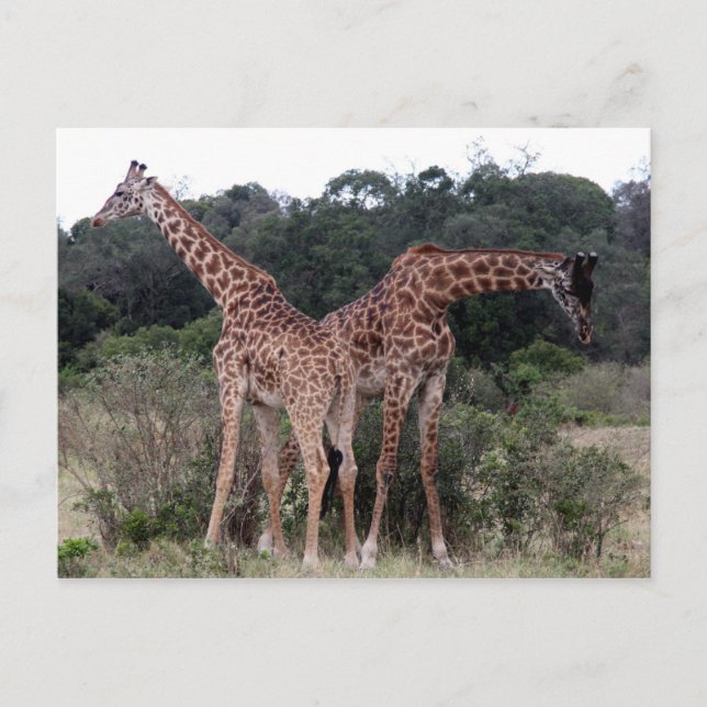 Giraffenduo Postkarte (Vorderseite)
