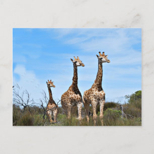 Giraffenfamilie Postkarte