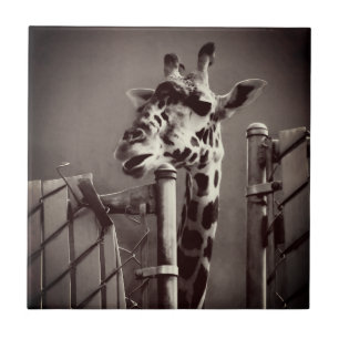 Giraffenfotografie - Vintager Stil Fliese
