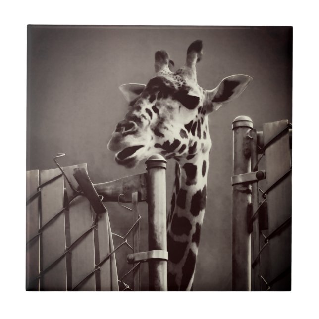 Giraffenfotografie - Vintager Stil Fliese (Vorderseite)
