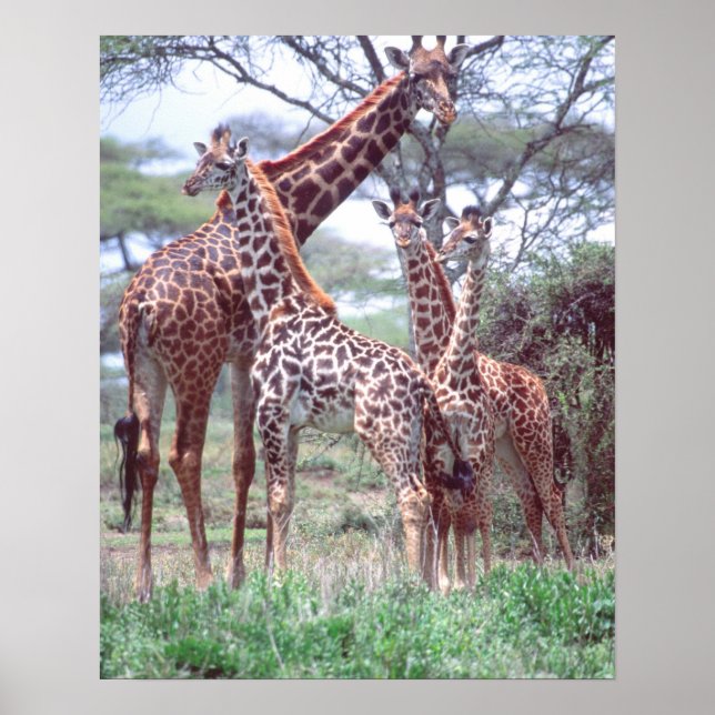 Giraffengruppe oder -herde mit Jungen, Giraffa Poster (Vorne)