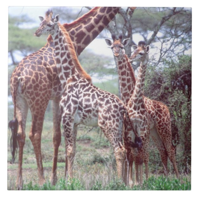 Giraffengruppe oder Herde w/ Young, Giraffa Fliese (Vorderseite)