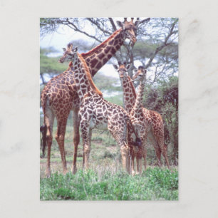 Giraffengruppe oder Herde w/ Young, Giraffa Postkarte