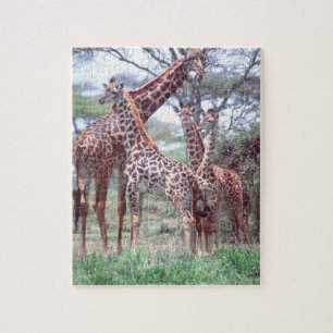 Giraffengruppe oder Herde w/ Young, Giraffa Puzzle
