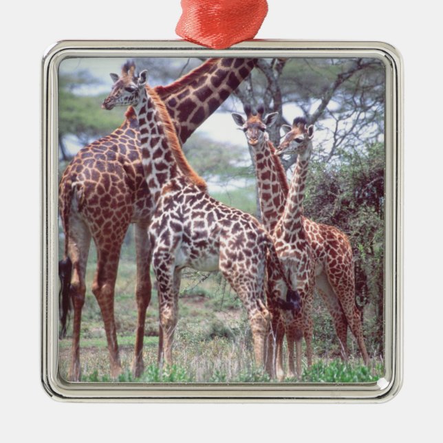 Giraffengruppe oder Herde w/ Young, Giraffa Silbernes Ornament (Vorne)