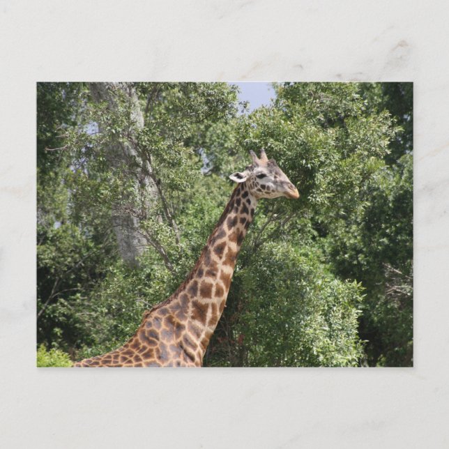 Giraffenhals Postkarte (Vorderseite)