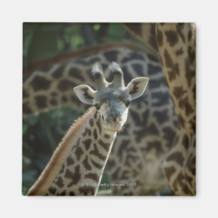 Giraffenkalb mit Giraffen Magnet