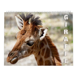 Giraffenkalender Kalender