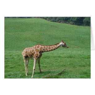 Giraffenkarte!